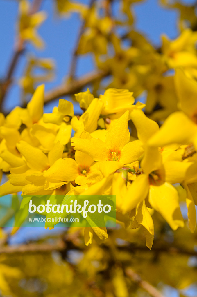 495051 - Border forsythia (Forsythia x intermedia 'Beatrix Farrand')