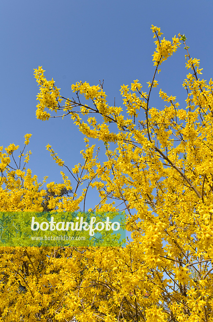 495068 - Border forsythia (Forsythia x intermedia 'Beatrix Farrand')