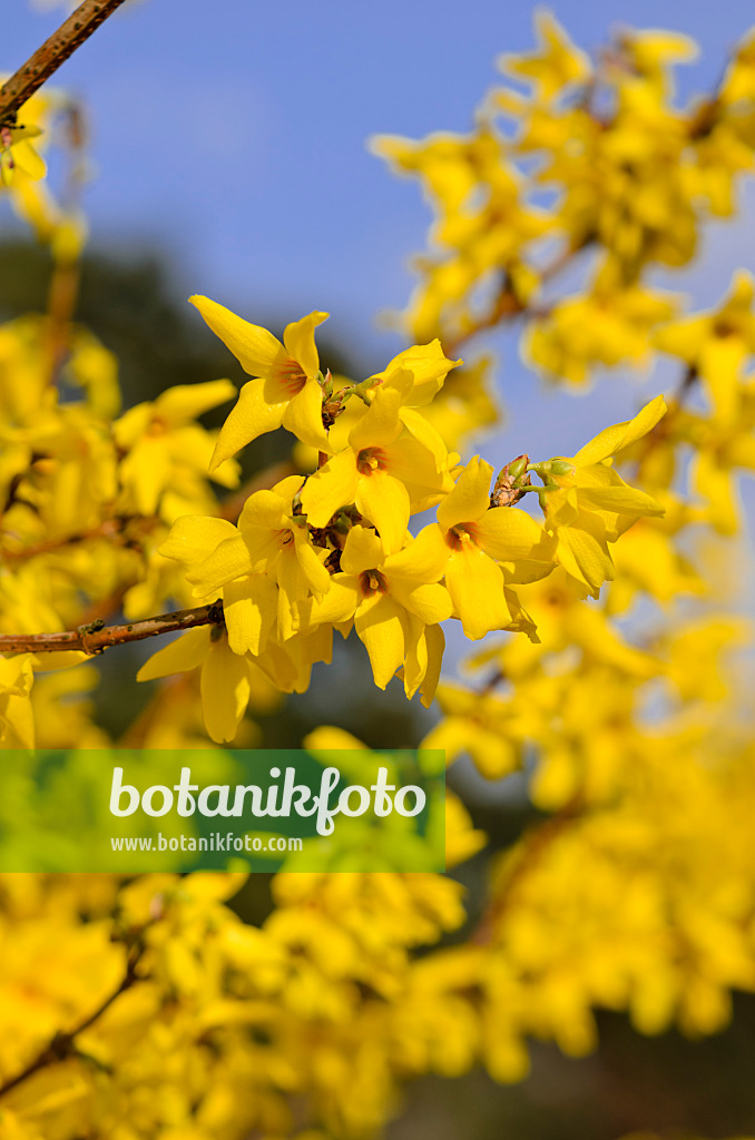 555023 - Border forsythia (Forsythia x intermedia 'Beatrix Farrand')