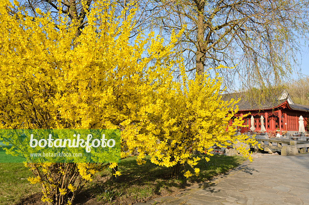 519104 - Border forsythia (Forsythia x intermedia), Chinese Garden, Erholungspark Marzahn, Berlin, Germany