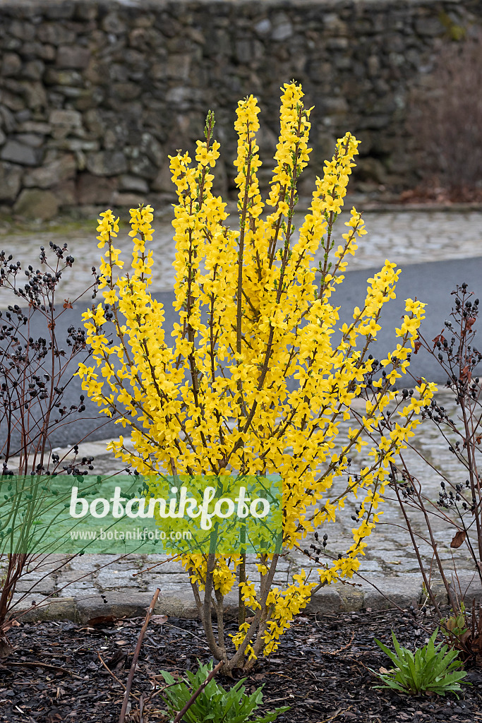 616216 - Border forsythia (Forsythia x intermedia 'Goldzauber')