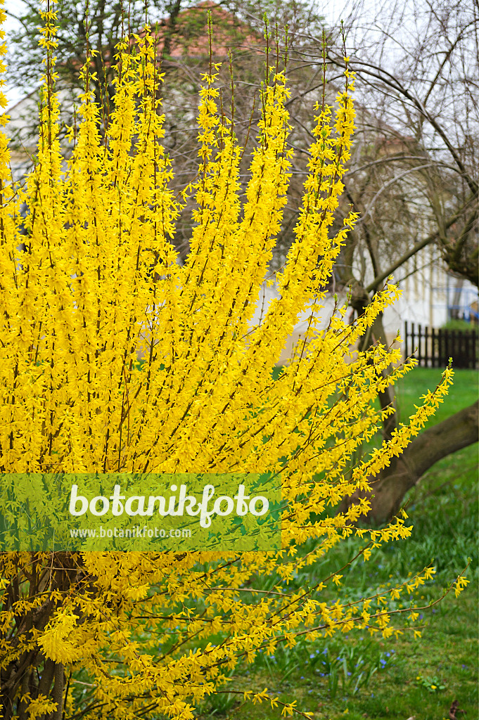 517179 - Border forsythia (Forsythia x intermedia 'Lynwood')