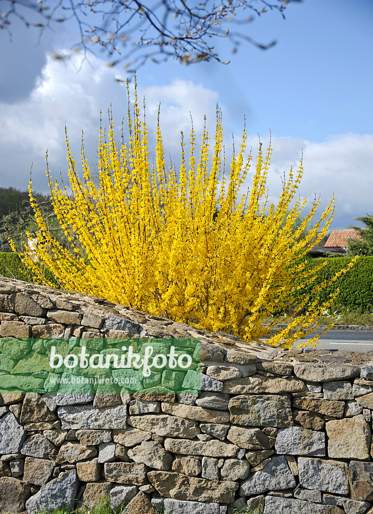 517180 - Border forsythia (Forsythia x intermedia 'Lynwood')