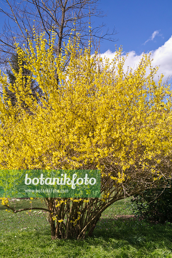 601023 - Border forsythia (Forsythia x intermedia 'Spring')