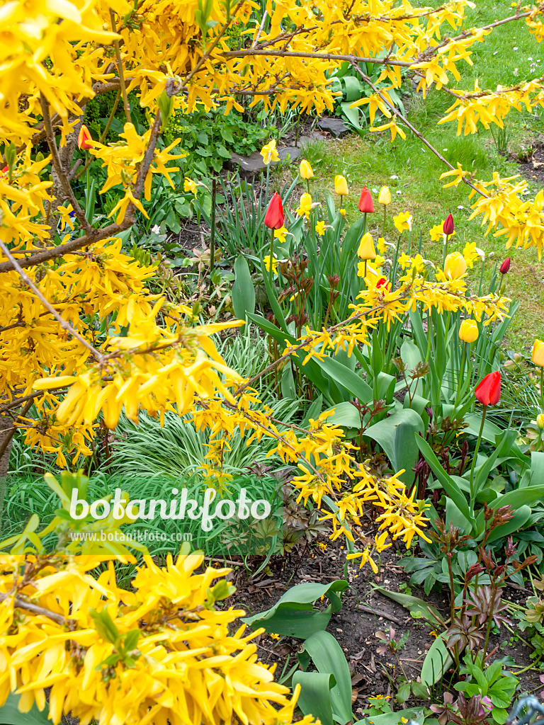 483274 - Border forsythia (Forsythia x intermedia) and tulips (Tulipa)