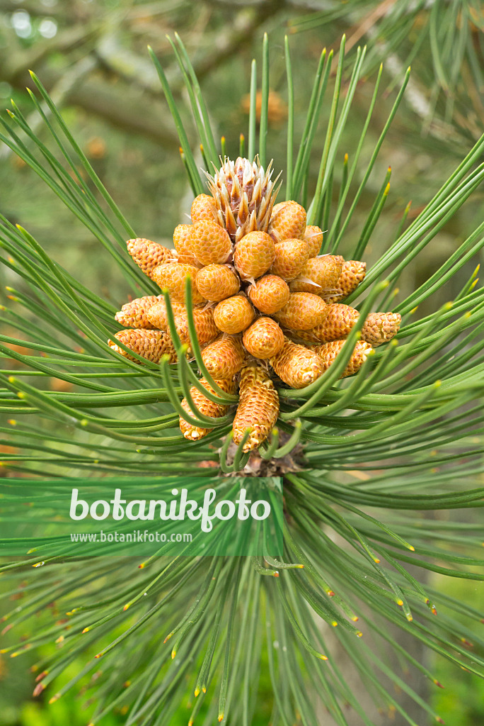 608061 - Bosnian pine (Pinus heldreichii)