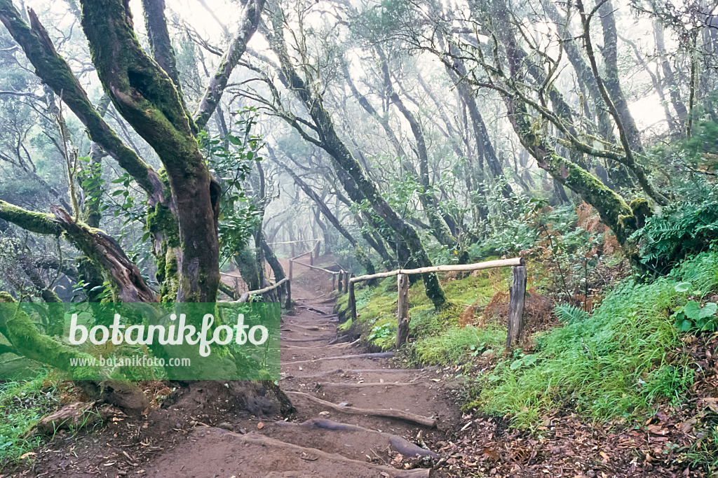 363002 - Bosque del Cedro, Garajonay National Park, La Gomera, Spain