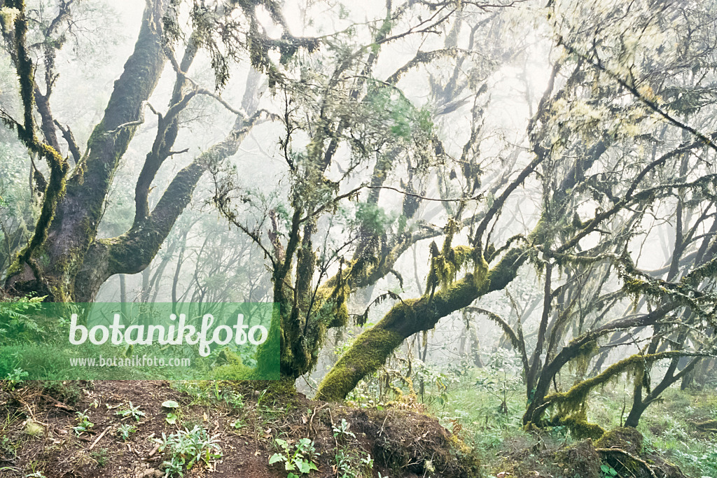 363004 - Bosque del Cedro, Garajonay National Park, La Gomera, Spain