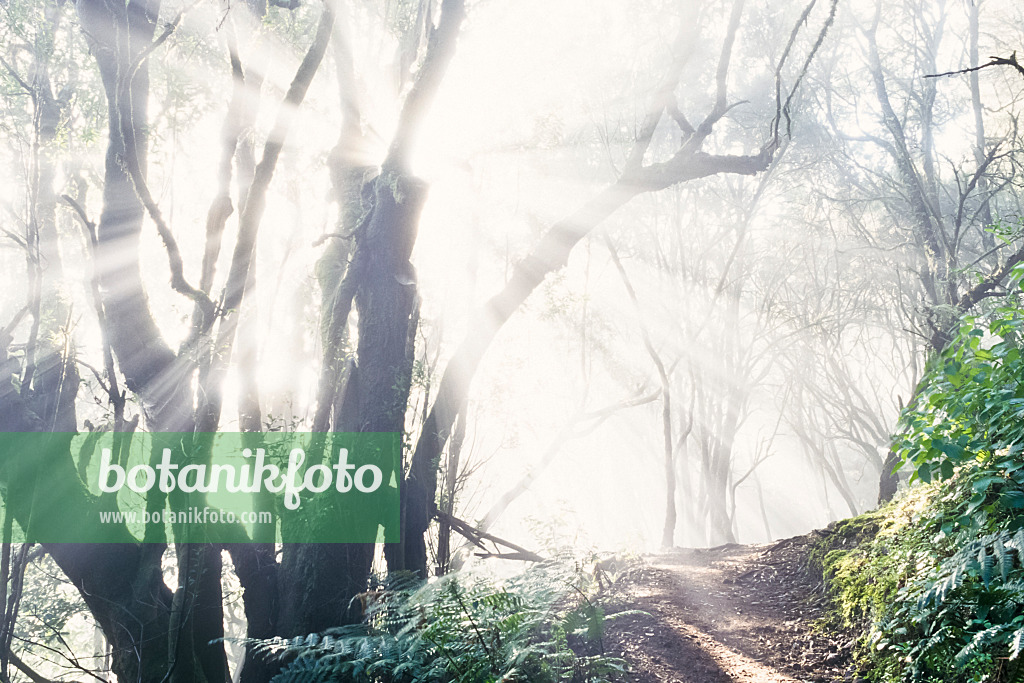 363005 - Bosque del Cedro, Garajonay National Park, La Gomera, Spain