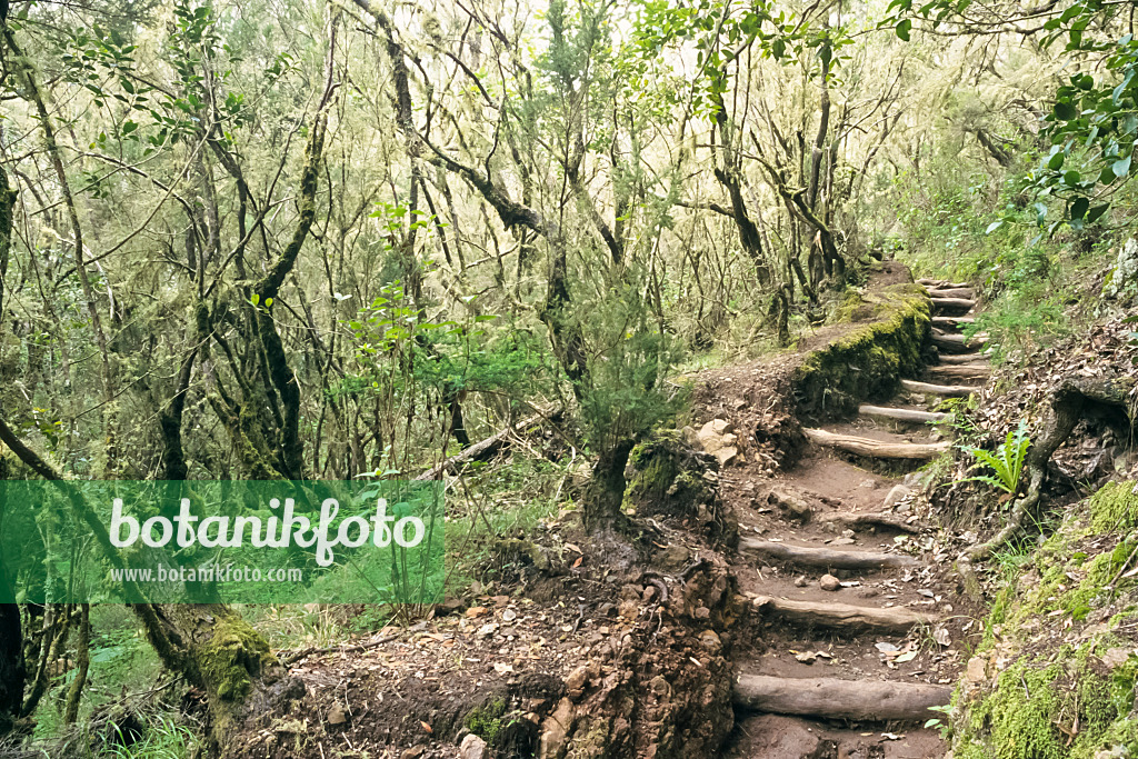 363007 - Bosque del Cedro, Garajonay National Park, La Gomera, Spain