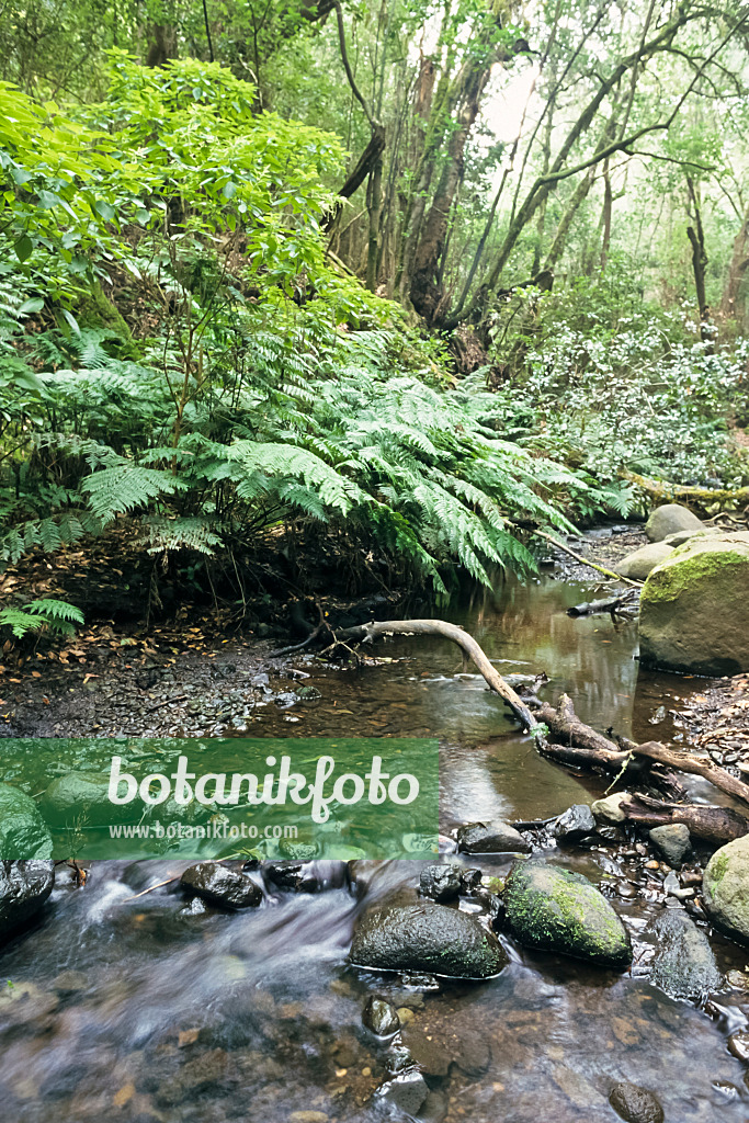 363010 - Bosque del Cedro, Garajonay National Park, La Gomera, Spain