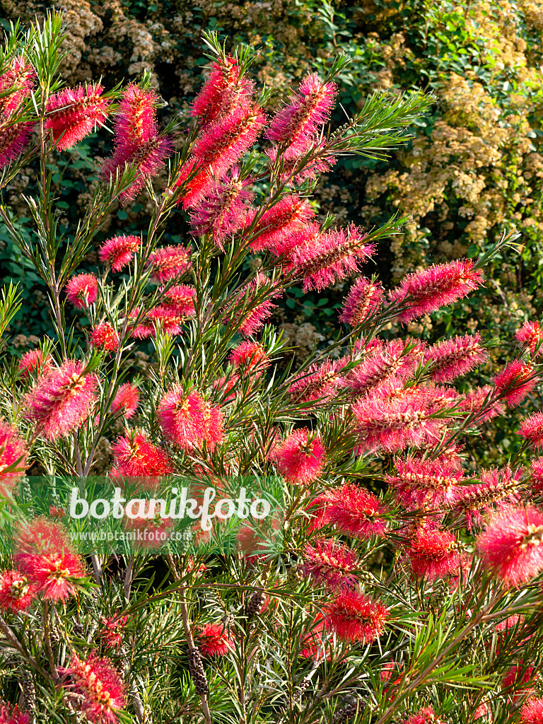 438240 - Bottlebrush (Callistemon)