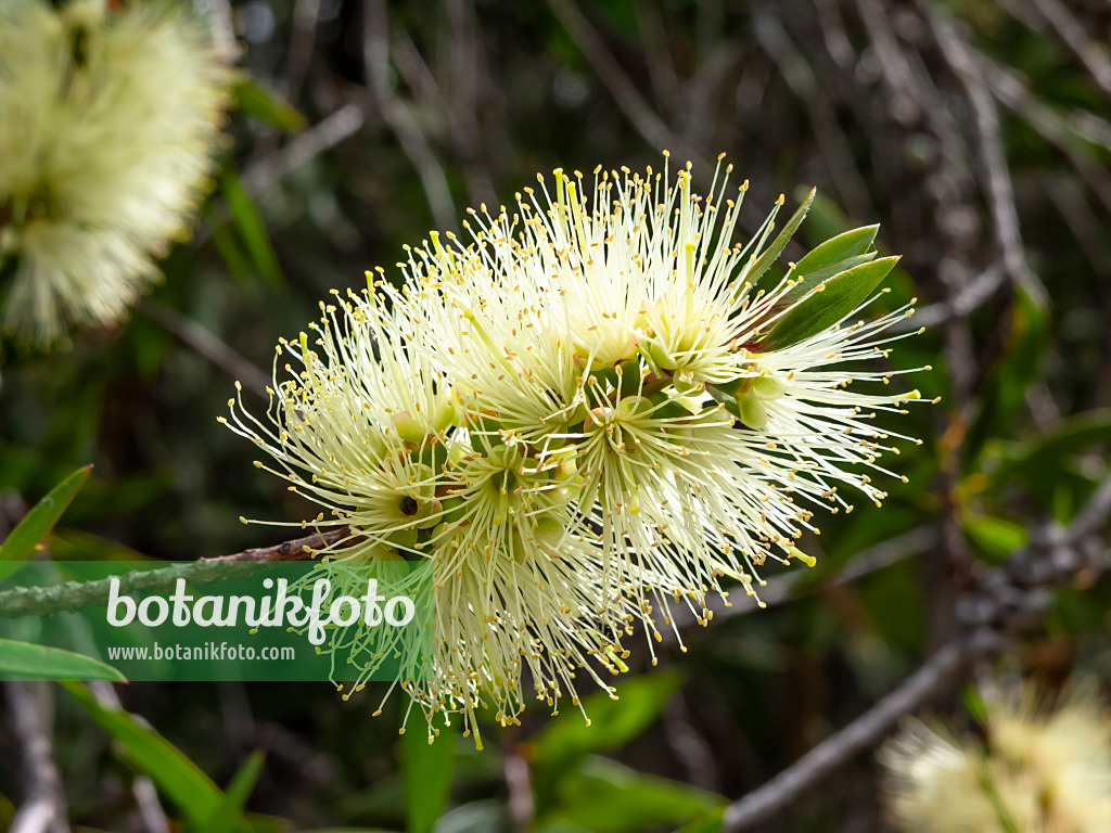 455336 - Bottlebrush (Callistemon formosus)