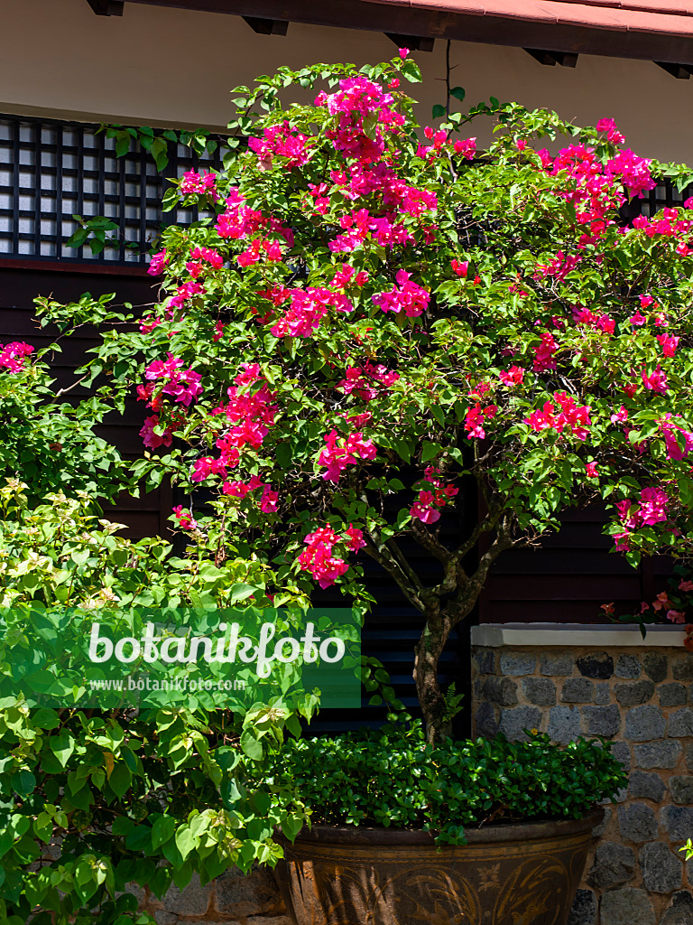 434193 - Bougainvillea