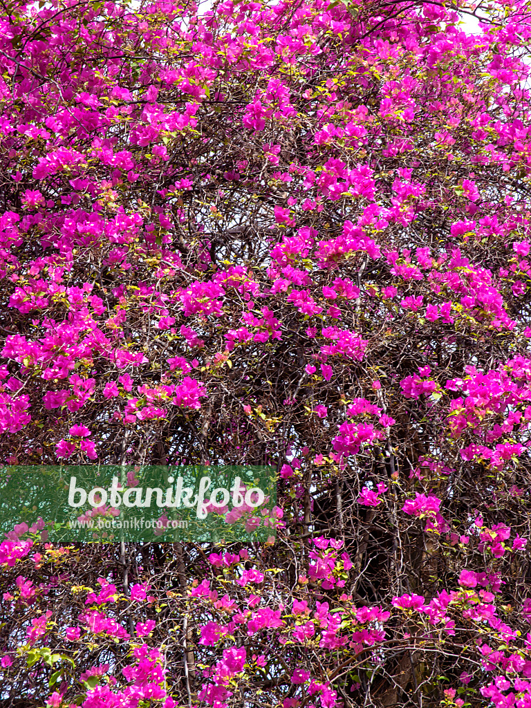 434204 - Bougainvillea