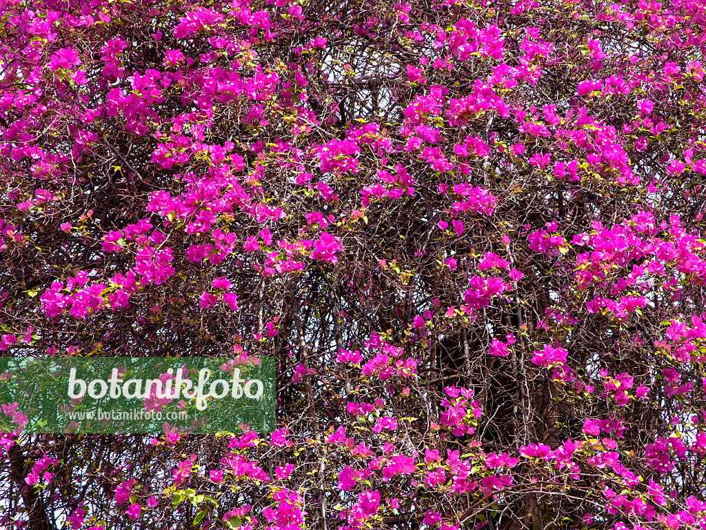 434205 - Bougainvillea