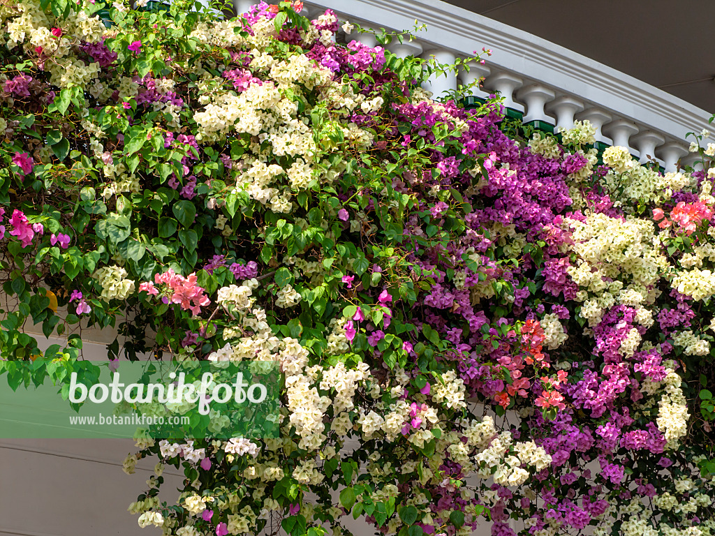 434236 - Bougainvillea