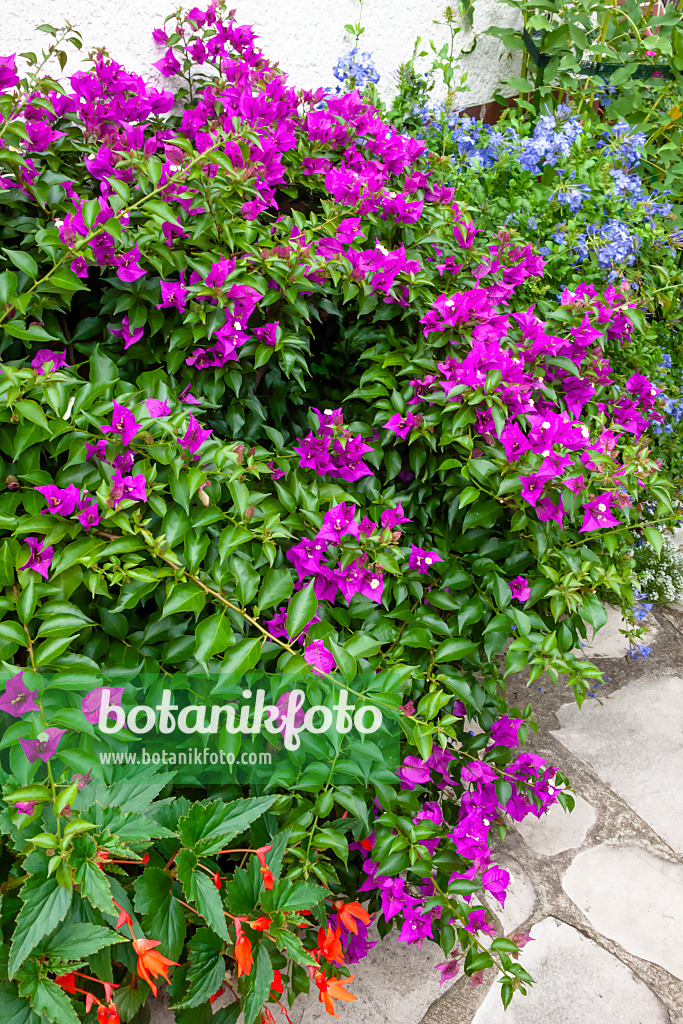 464055 - Bougainvillea