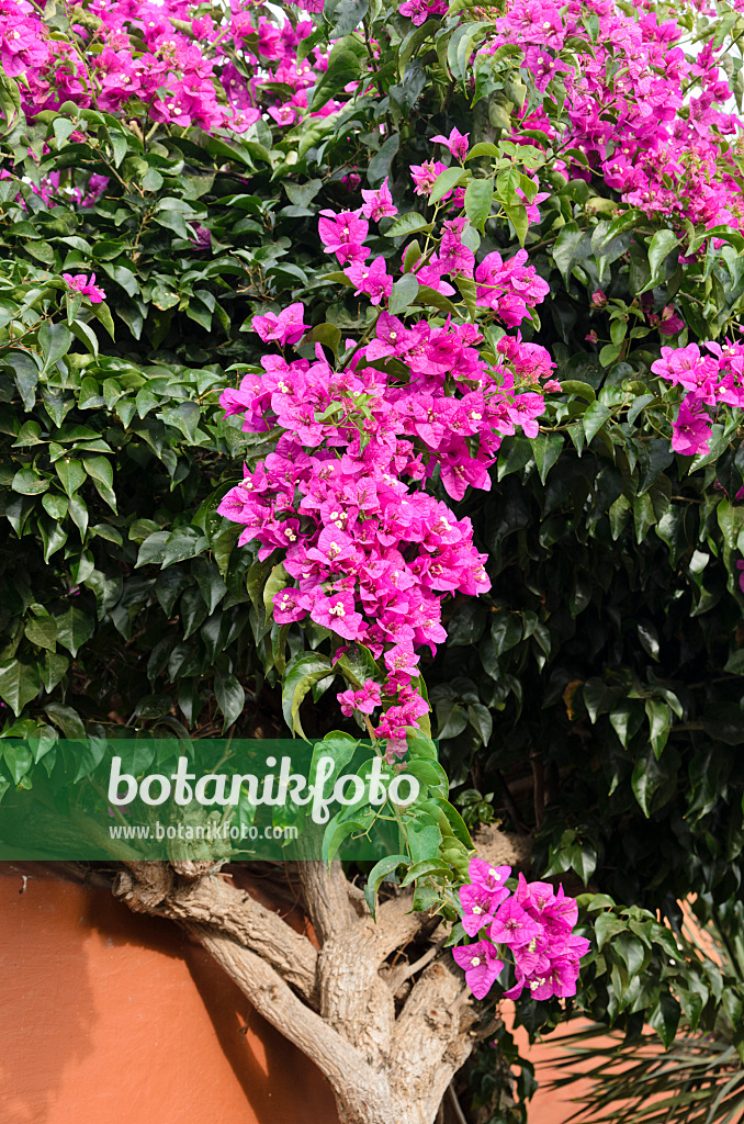 564020 - Bougainvillea