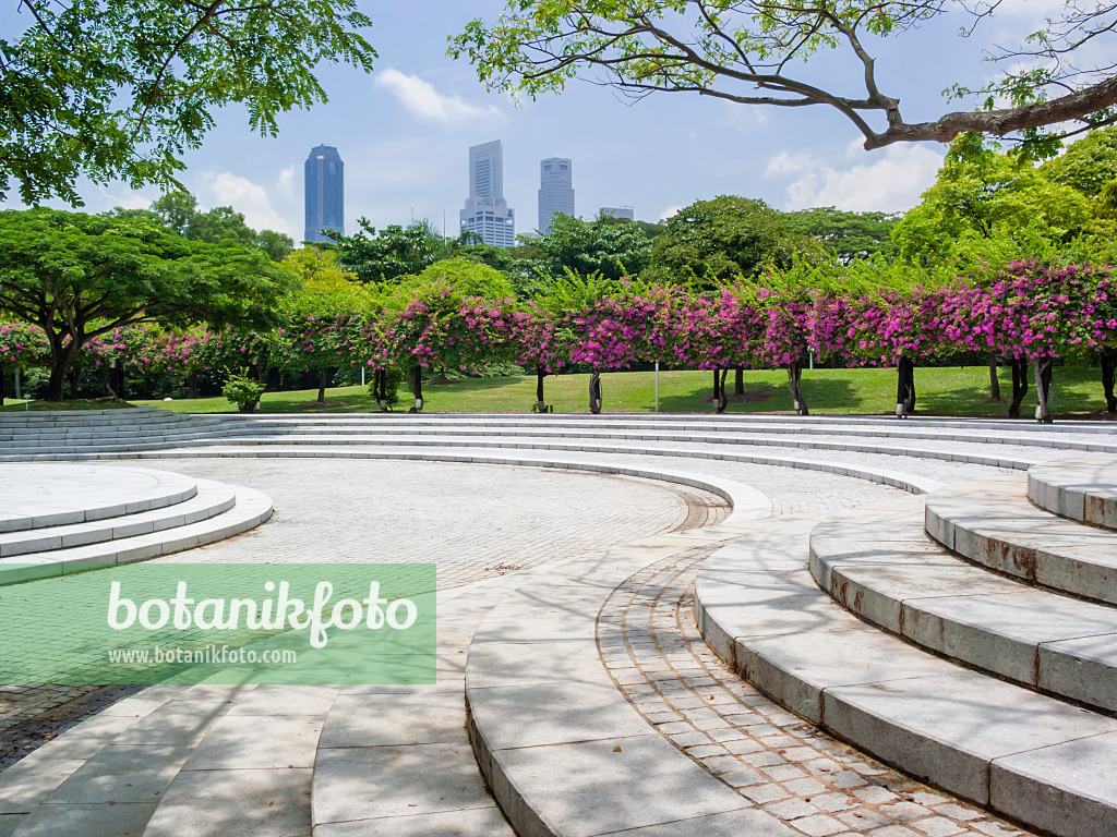 411051 - Bougainvillea behind a large square with stone stairs, Sundial Plaza, Marina City Park, Singapore