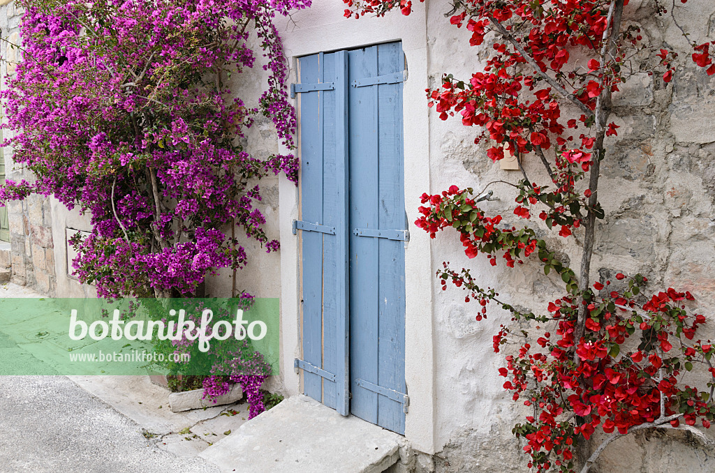 533111 - Bougainvillea on a house wall