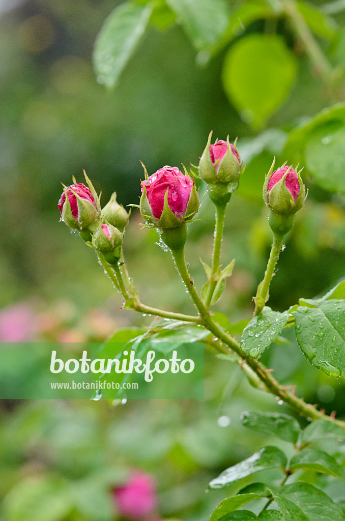 521019 - Bourbon rose (Rosa Louise Odier)