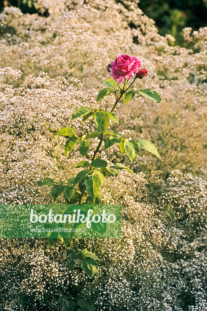 366058 - Bourbon rose (Rosa Mme. Isaac Pereine) and gypsophila (Gypsophila)