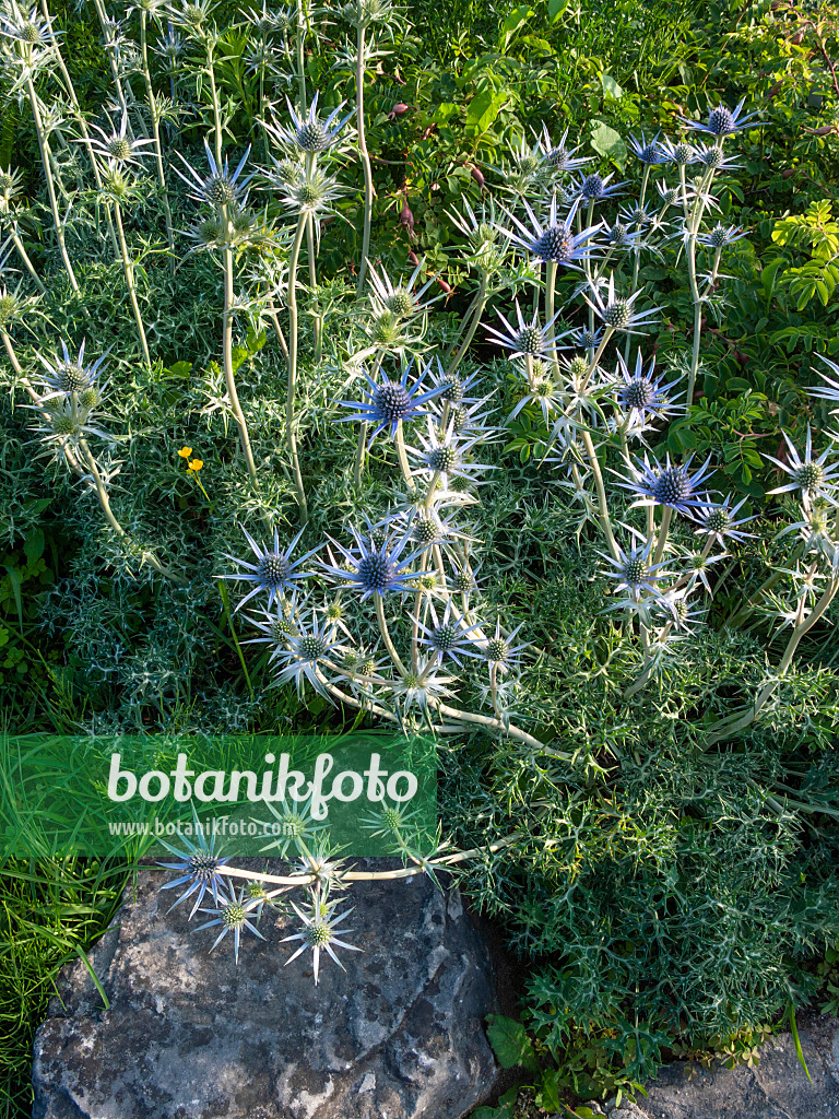 402047 - Bourgati's eryngo (Eryngium bourgatii)