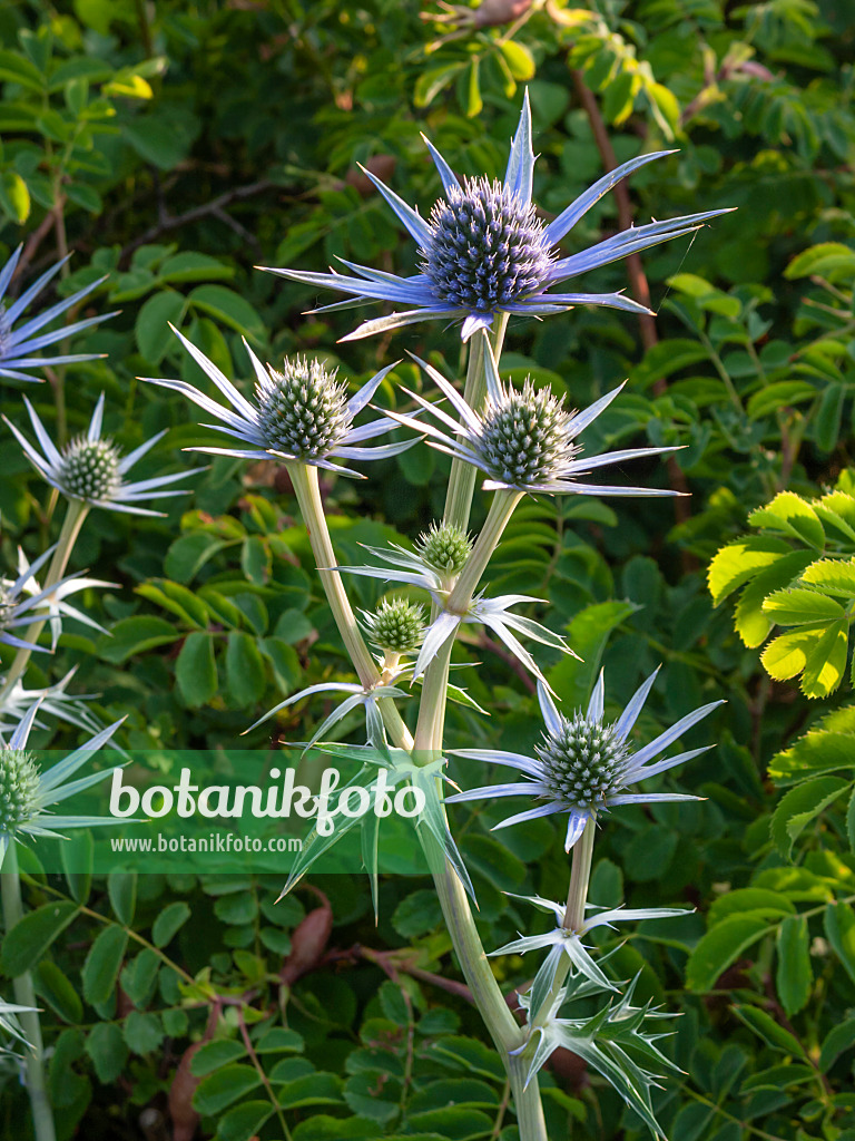 402048 - Bourgati's eryngo (Eryngium bourgatii)