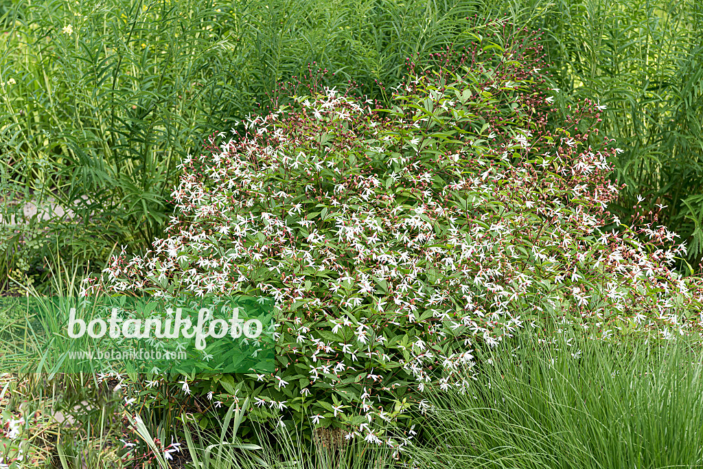 638107 - Bowman's root (Gillenia trifoliata)