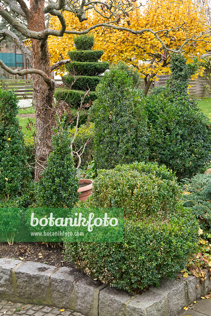 609057 - Boxwood (Buxus)