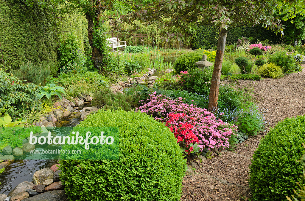 544128 - Boxwood (Buxus) and azaleas (Rhododendron) at an brook