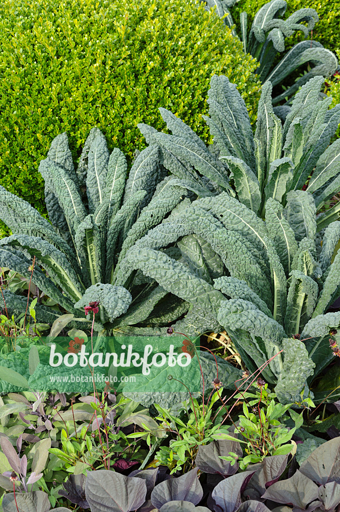 488052 - Boxwood (Buxus), flowering cabbage (Brassica oleracea) and chocolate cosmos (Cosmos atrosanguineus)