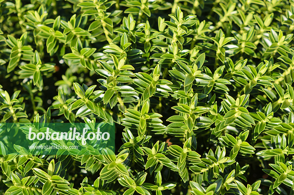 535067 - Boxwood hebe (Hebe odora 'New Zealand Gold')