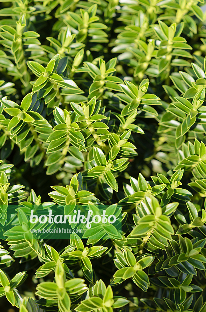 535068 - Boxwood hebe (Hebe odora 'New Zealand Gold')