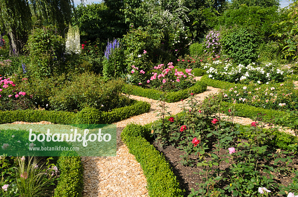 534050 - Boxwood hedges in a rose garden