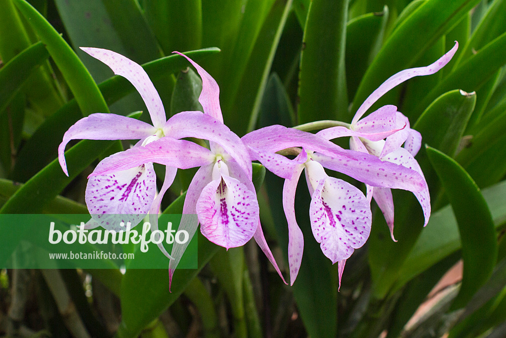 553003 - Brassocattleya Mai Kai 553003 - Brassocattleya Mai Kai