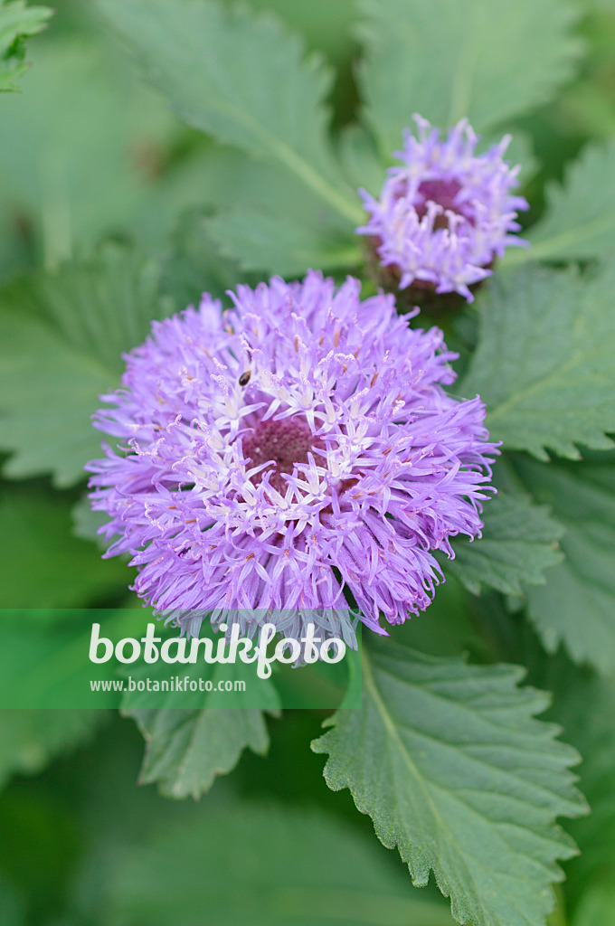 487071 - Brazilian button flower (Centratherum punctatum)