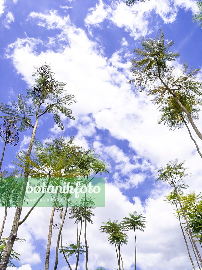 434331 - Brazilian firetree (Schizolobium parahyba) with high crowns and a cloudy sky