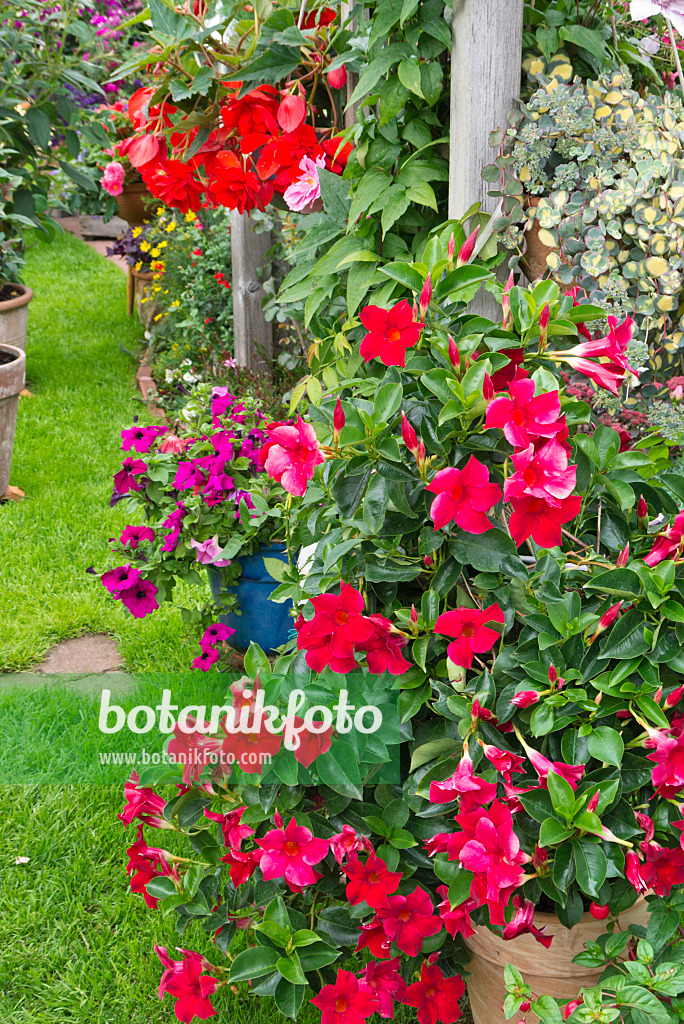 546060 - Brazilian jasmine (Mandevilla syn. Dipladenia), petunia (Petunia) and begonia (Begonia)