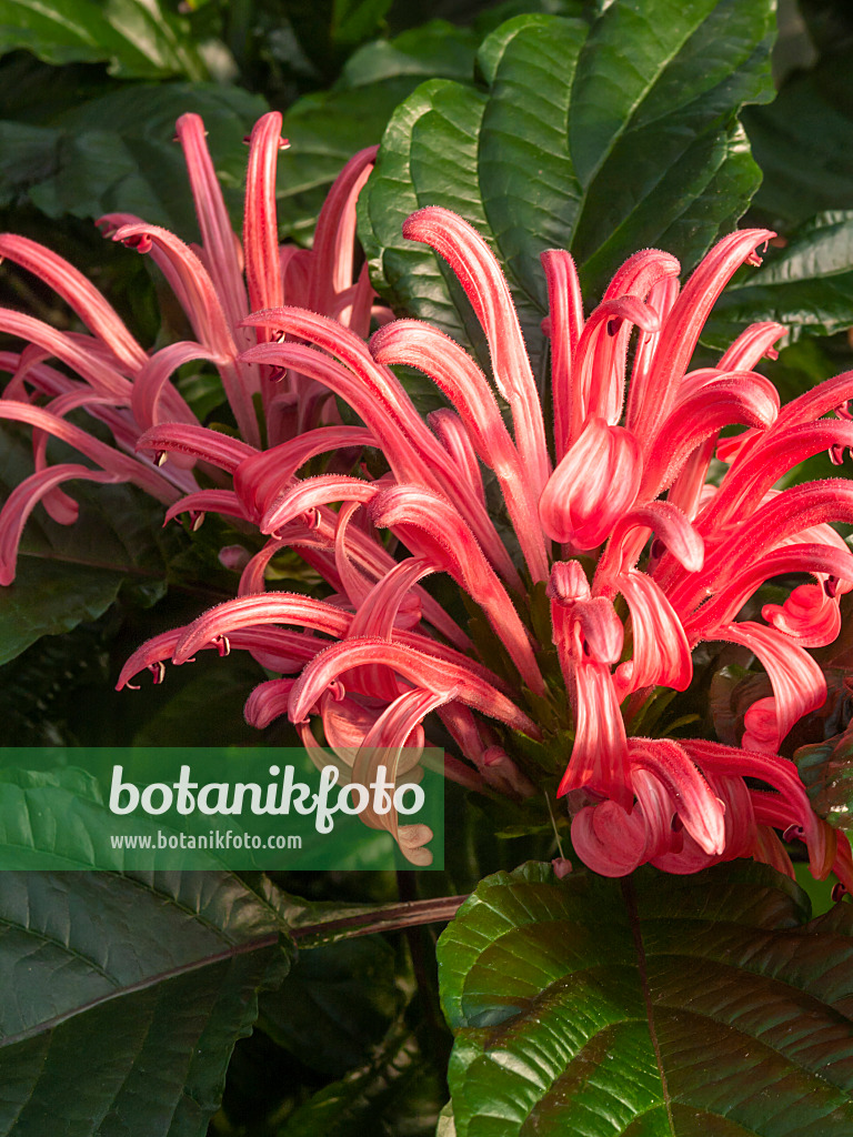 408003 - Brazilian plume flower (Justicia carnea syn. Jacobinia carnea)