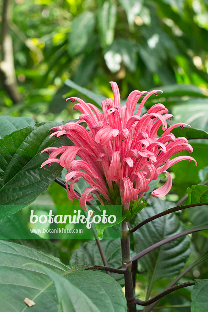 556090 - Brazilian plume flower (Justicia carnea syn. Jacobinia carnea)