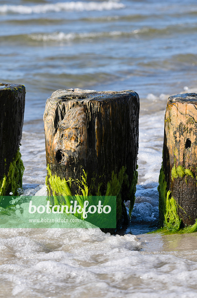 534315 - Breakwater with algae