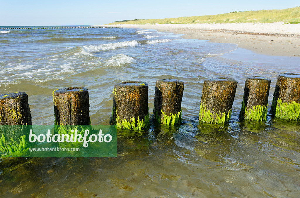 534323 - Breakwater with algae, Baltic Sea, Germany