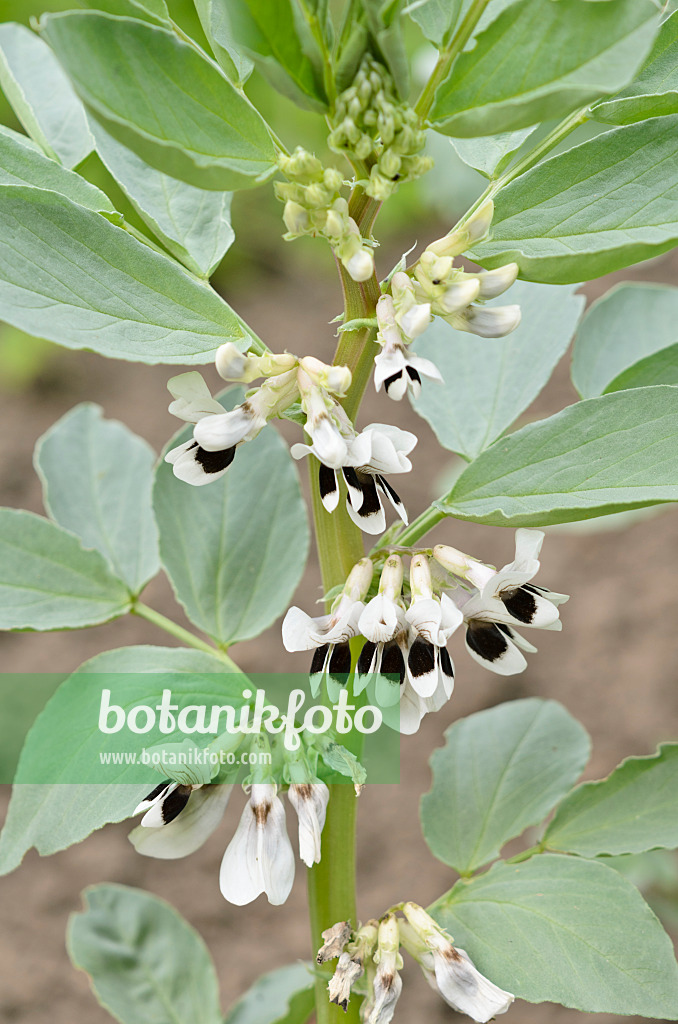 533344 - Broad bean (Vicia faba 'Karmazyn')