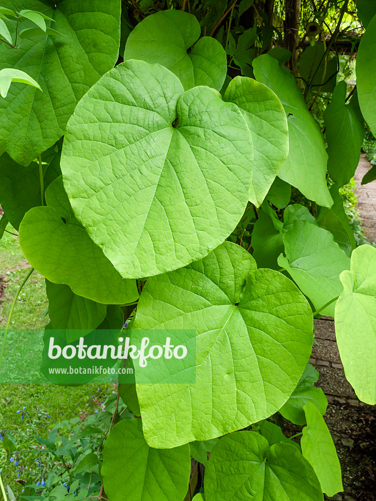 426065 - Broad-leaved dutchman's pipe (Aristolochia macrophylla)