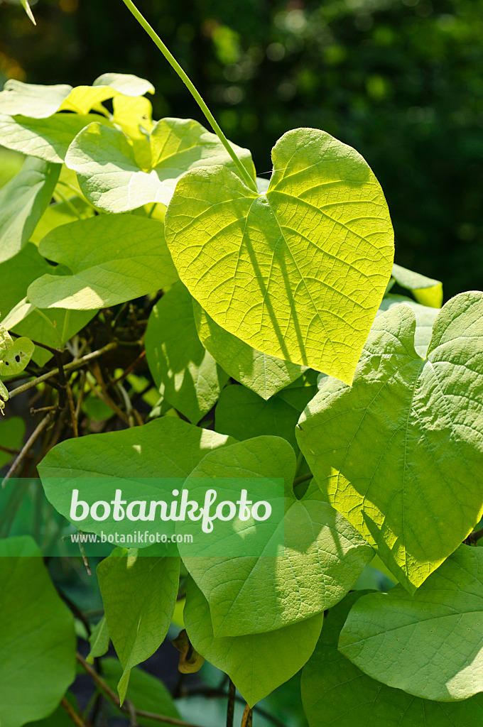 484293 - Broad-leaved dutchman's pipe (Aristolochia macrophylla)