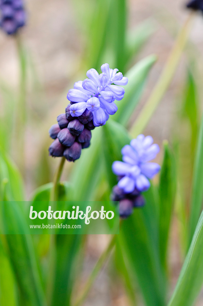 483169 - Broad-leaved grape hyacinth (Muscari latifolium)