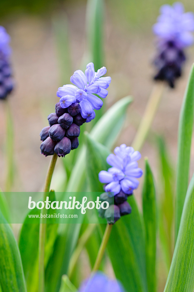 483170 - Broad-leaved grape hyacinth (Muscari latifolium)