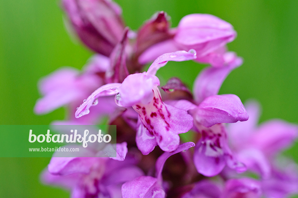 484122 - Broad-leaved marsh orchid (Dactylorhiza majalis)